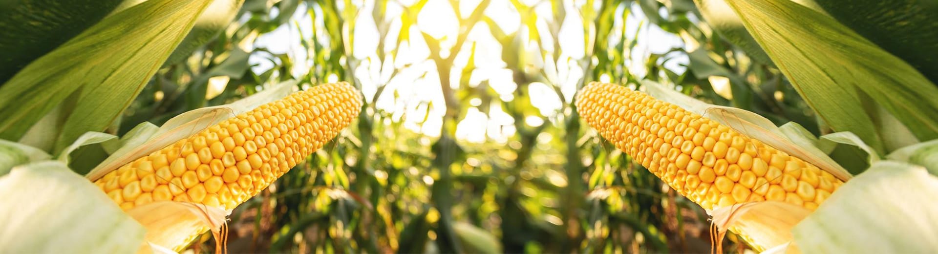 Maize & Corn Processing